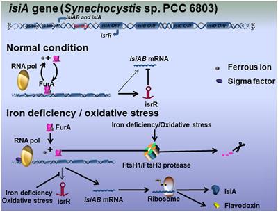 Regulation and Functional Complexity of the Chlorophyll-Binding Protein IsiA